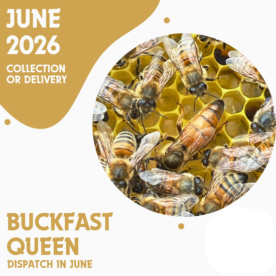 Buckfast Queen - Open Mated - Dispatch 25th June 2026