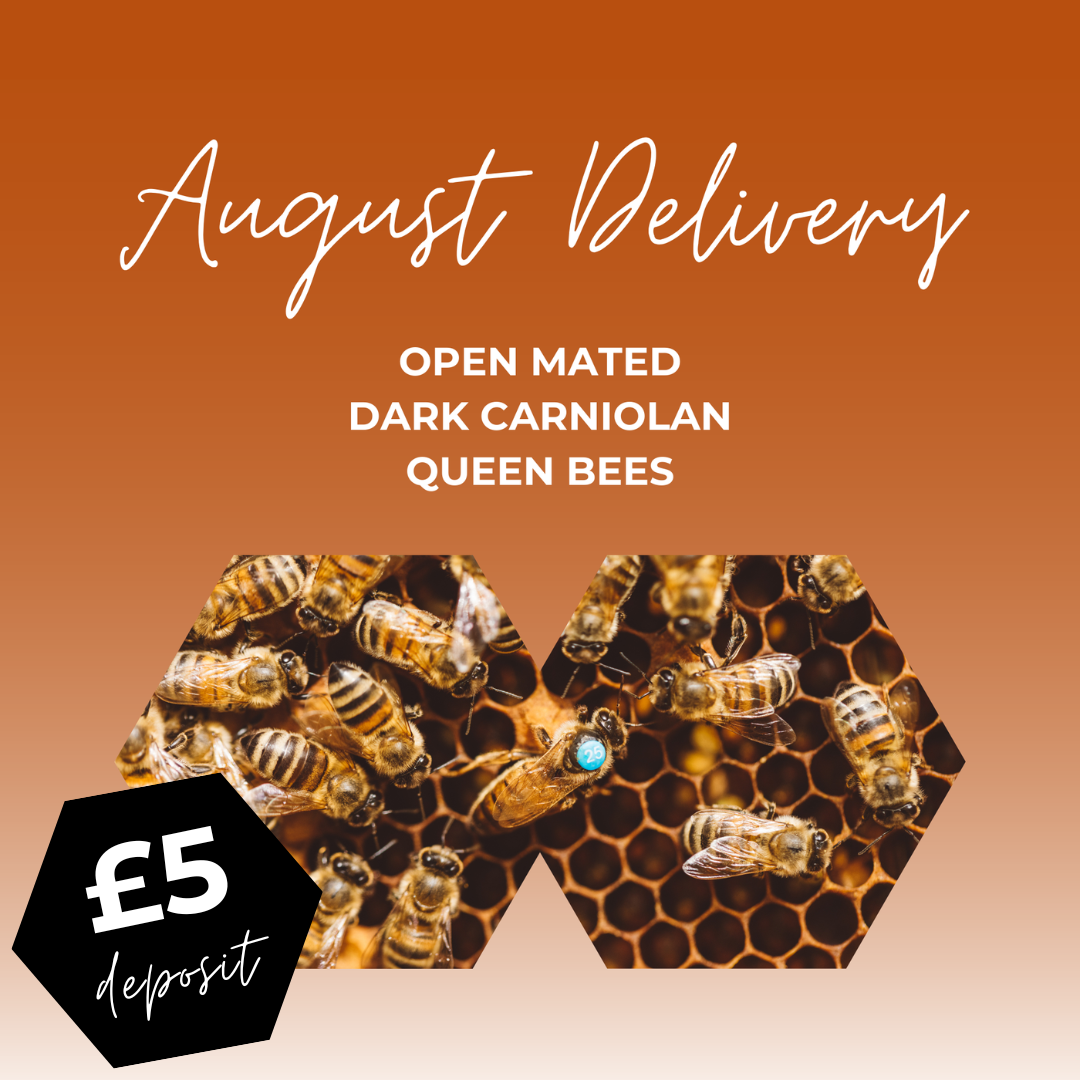 Open Mated Dark Carniolan Queen - Date of dispatch from Hagens: Thursday August 14th