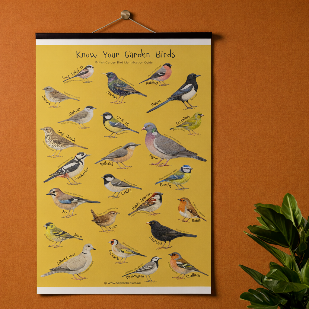 Know Your Garden Birds - British Bird Identification A1 Poster
