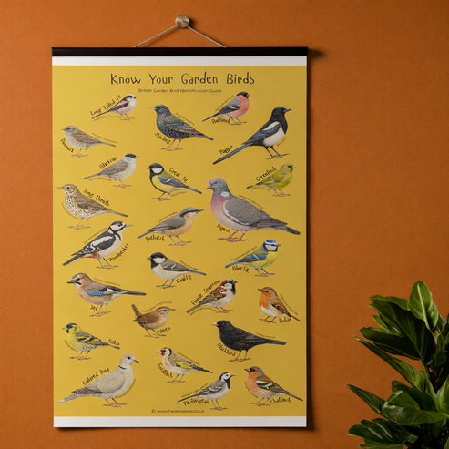 Know Your Garden Birds - British Bird Identification A1 Poster