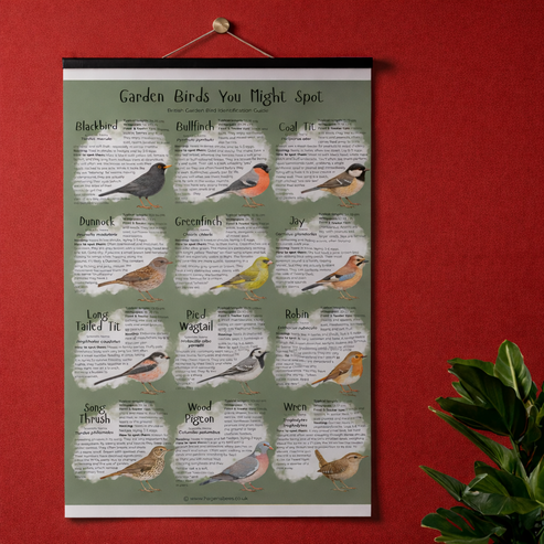 Garden Birds You Might Spot - British Bird Identification A1 Poster