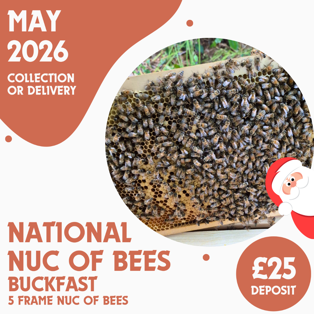 National 5 Frame Nuc of Bees - Buckfast - Ready May 2026