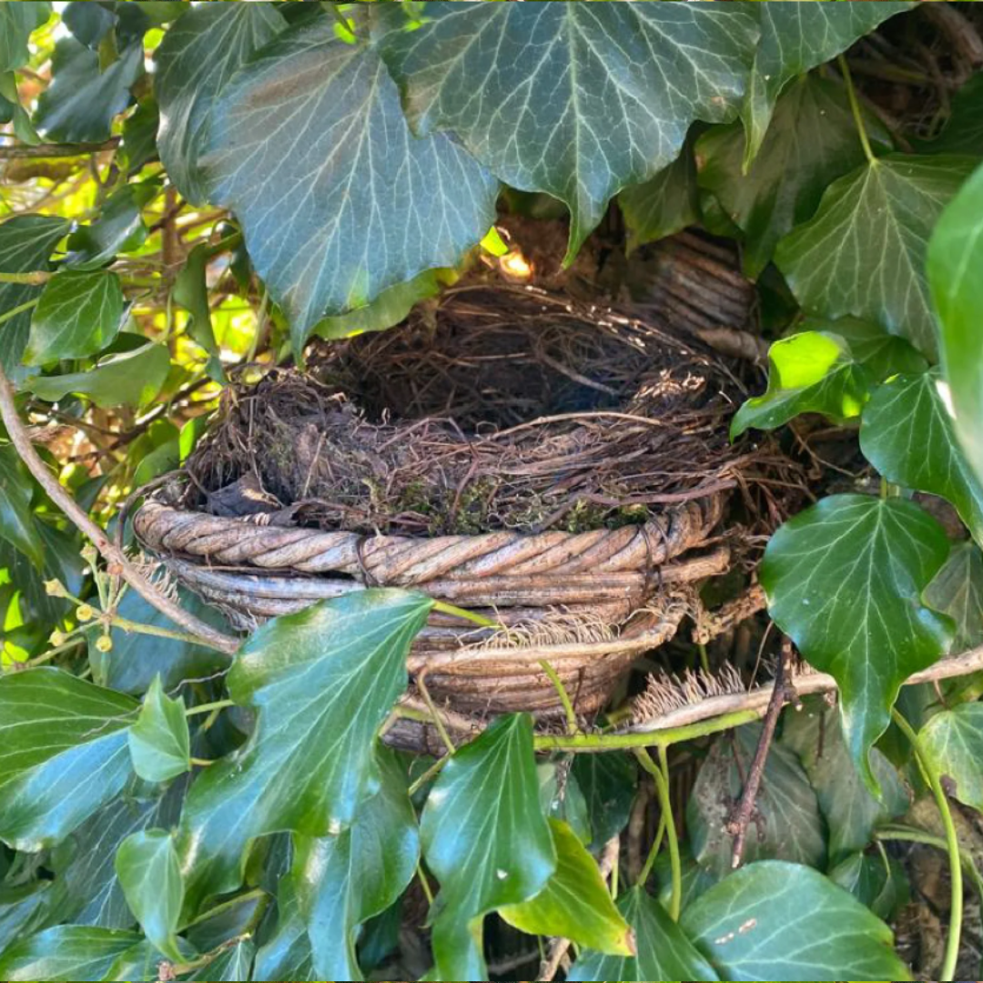 Blackbird Nester by Simon King