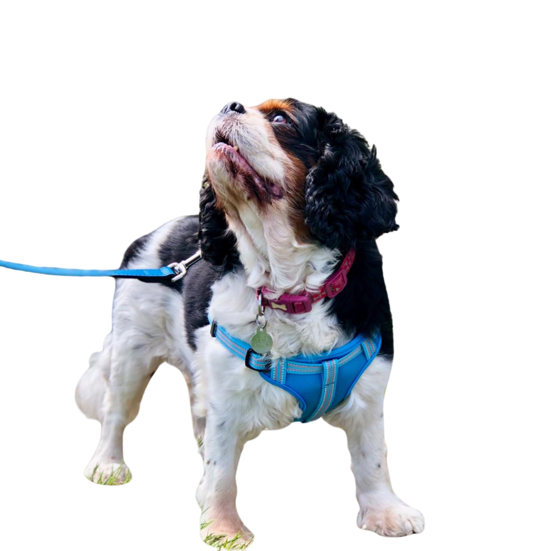 Dog Comfort Step In Harness - Large only