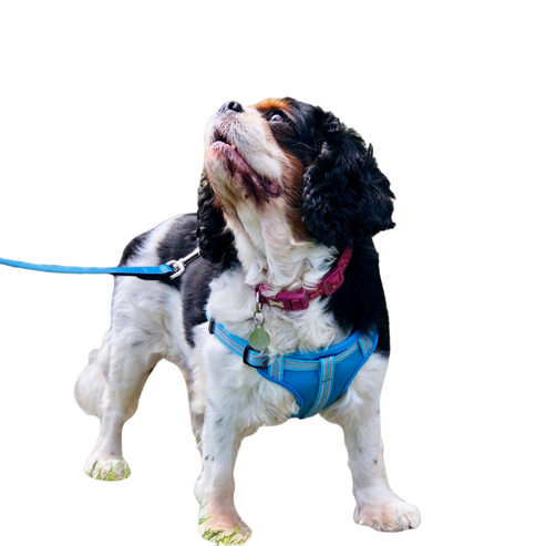 Dog Comfort Step In Harness - Large only