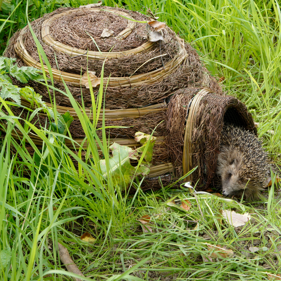 Igloo Hedgehog Home