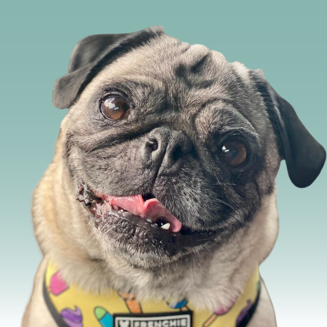 Frenchie Dog Hoodie - Black & White