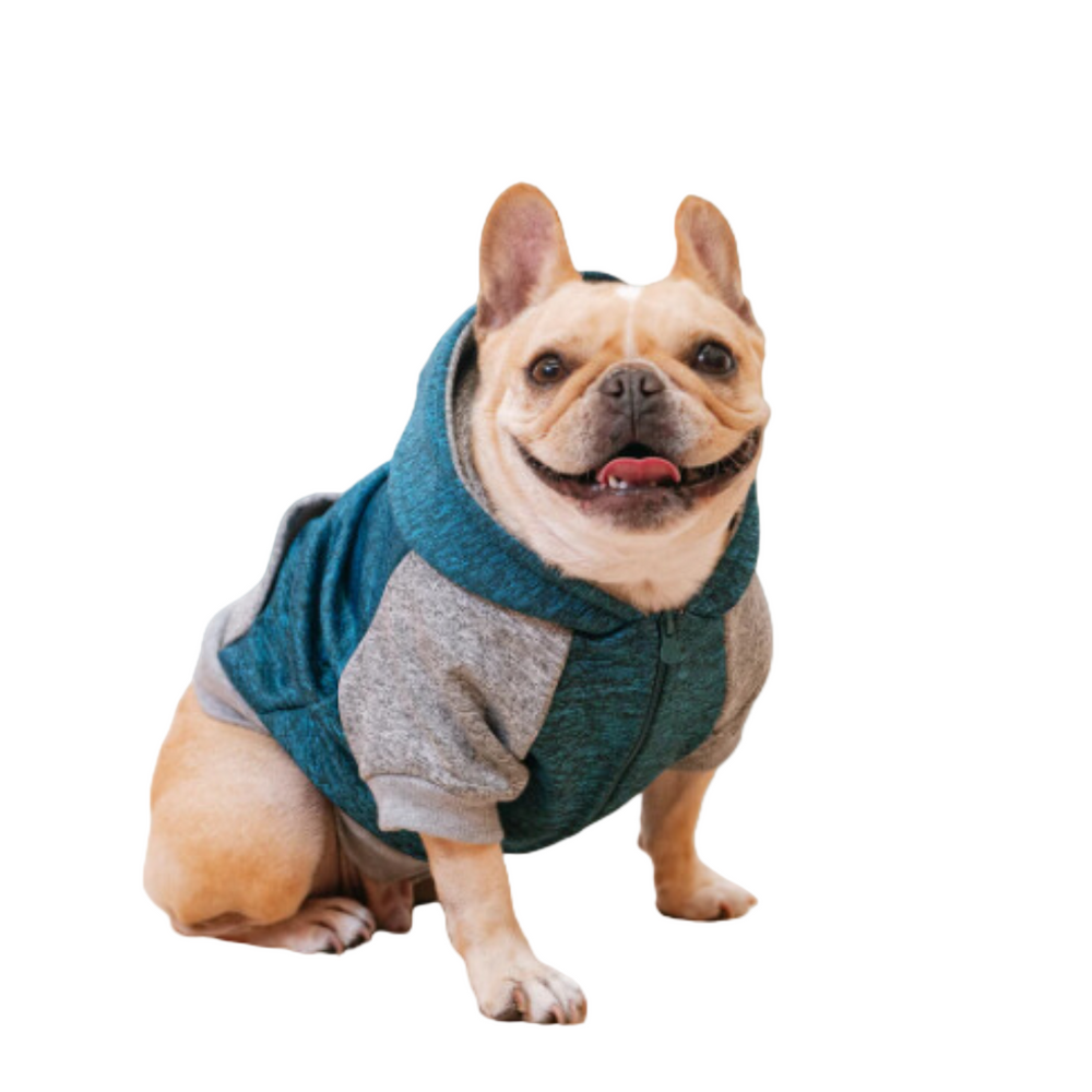 Bulldog Puppy French Bulldog Outfits Uk Frenchie Clothing Uk