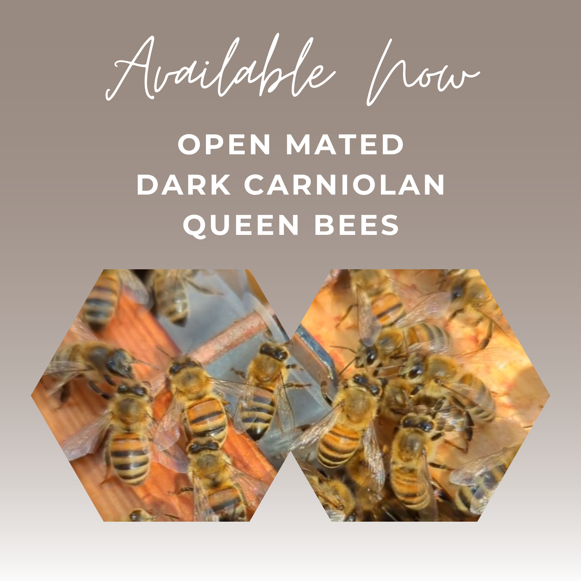 Open Mated Dark Carniolan Queen - AVAILABLE NOW