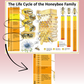 MISPRINT - The Life Cycle of the Honeybee Family A1 Poster - READ DESCRIPTION