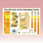 The Life Cycle of the Honeybee Family A1 Poster