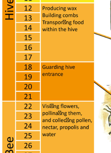 MISPRINT - The Life Cycle of the Honeybee Family A1 Poster - READ DESCRIPTION