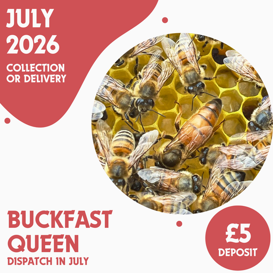 Buckfast Queen - Ready July 2026