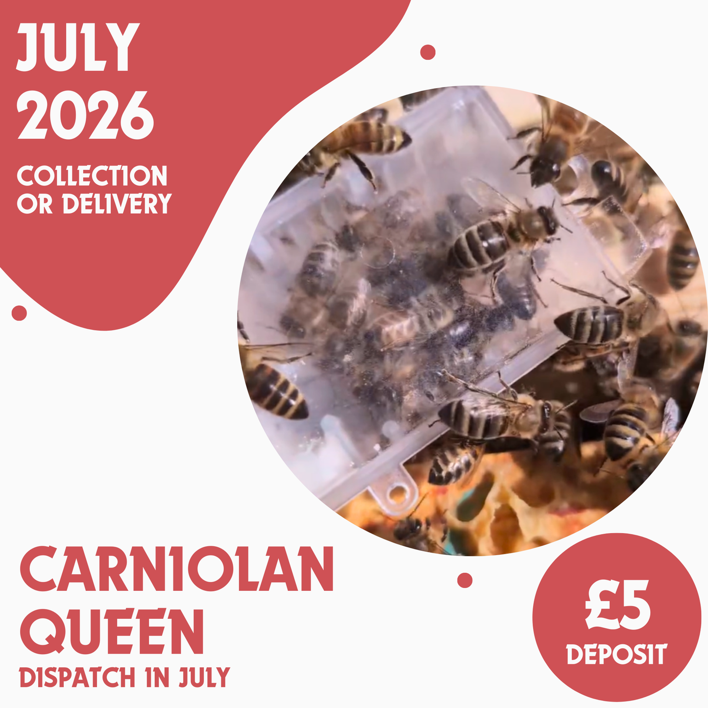 Carniolan Queen - Open Mated - Ready July 2026