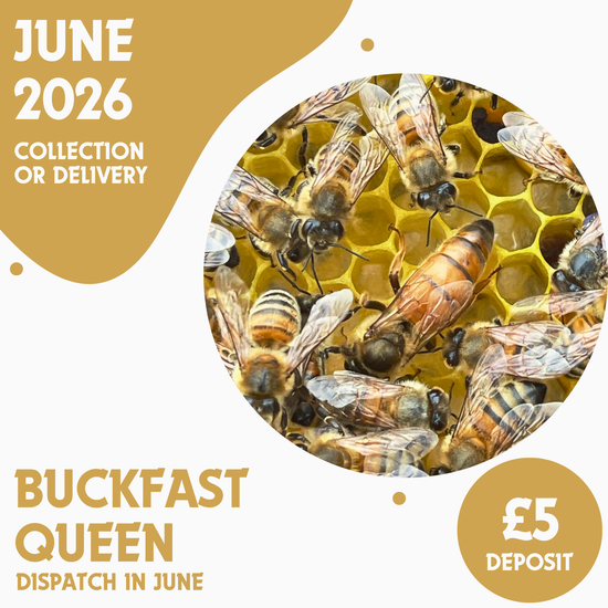 Buckfast Queen - Ready June 2026