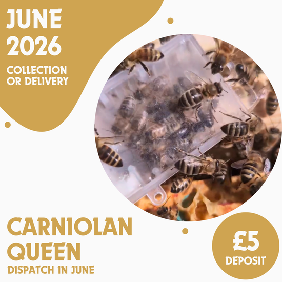 Carniolan Queen - Ready June 2026