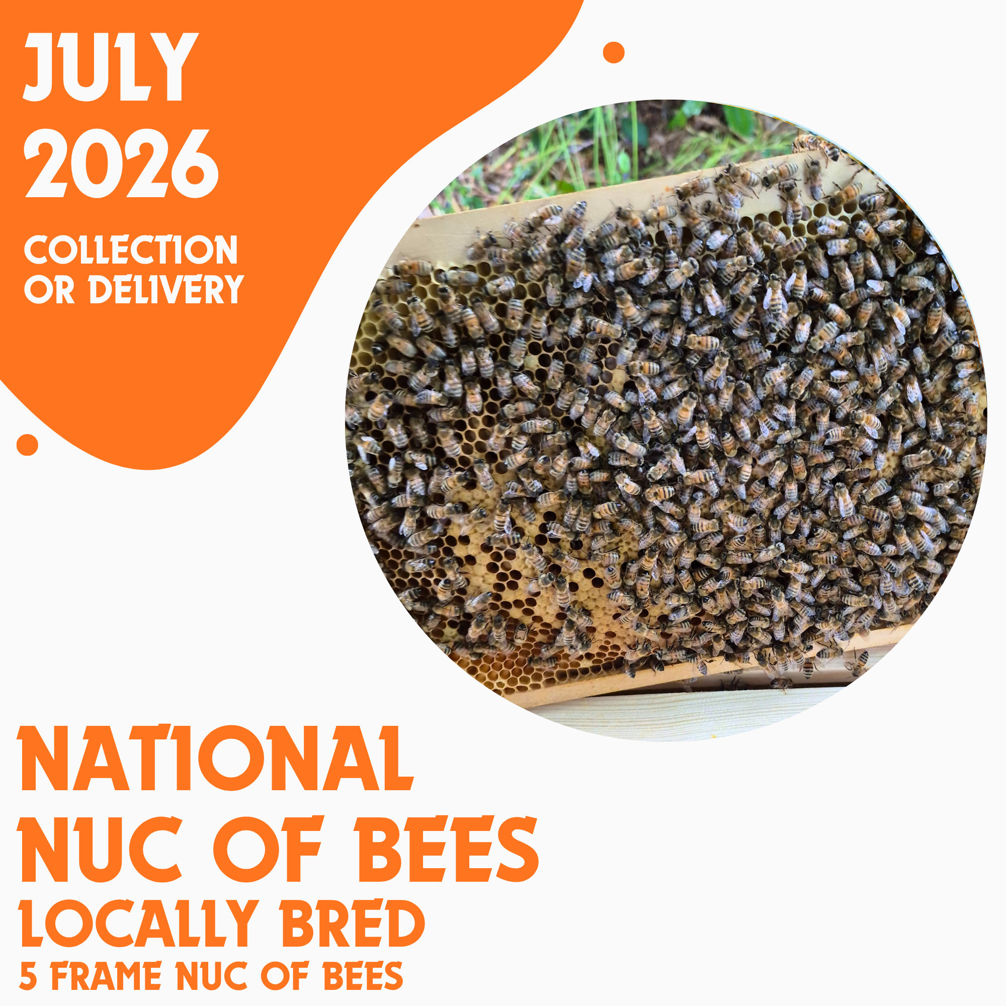 National 5 Frame Nuc of Bees - Locally Bred Queen - Delivery/Collection 23rd July