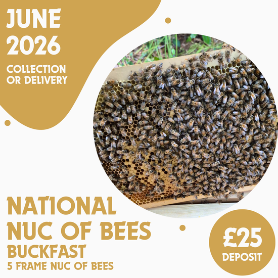 National 5 Frame Nuc of Bees - Buckfast - Ready June 2026