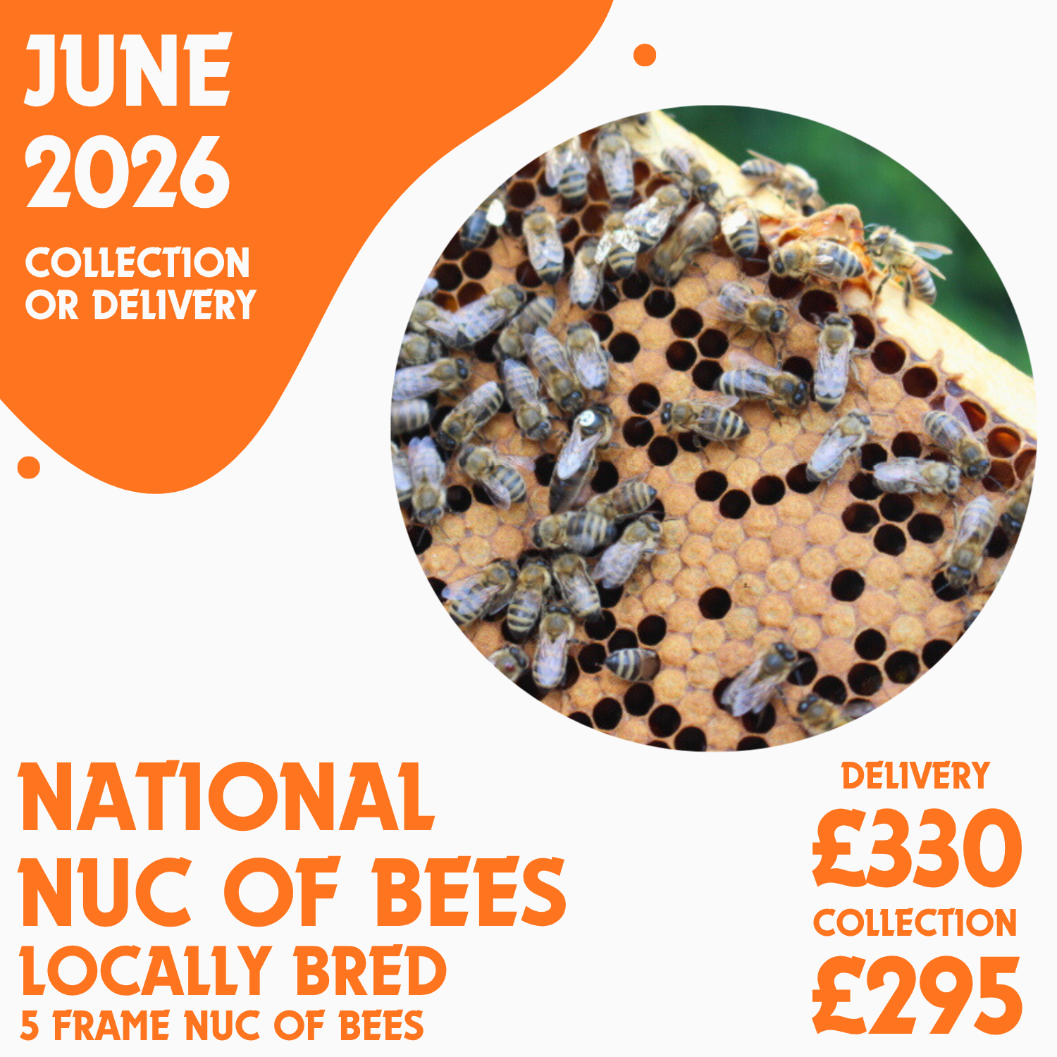 National 5 Frame Nuc of Bees - Locally Bred Queen - Delivery/Collection 19th June