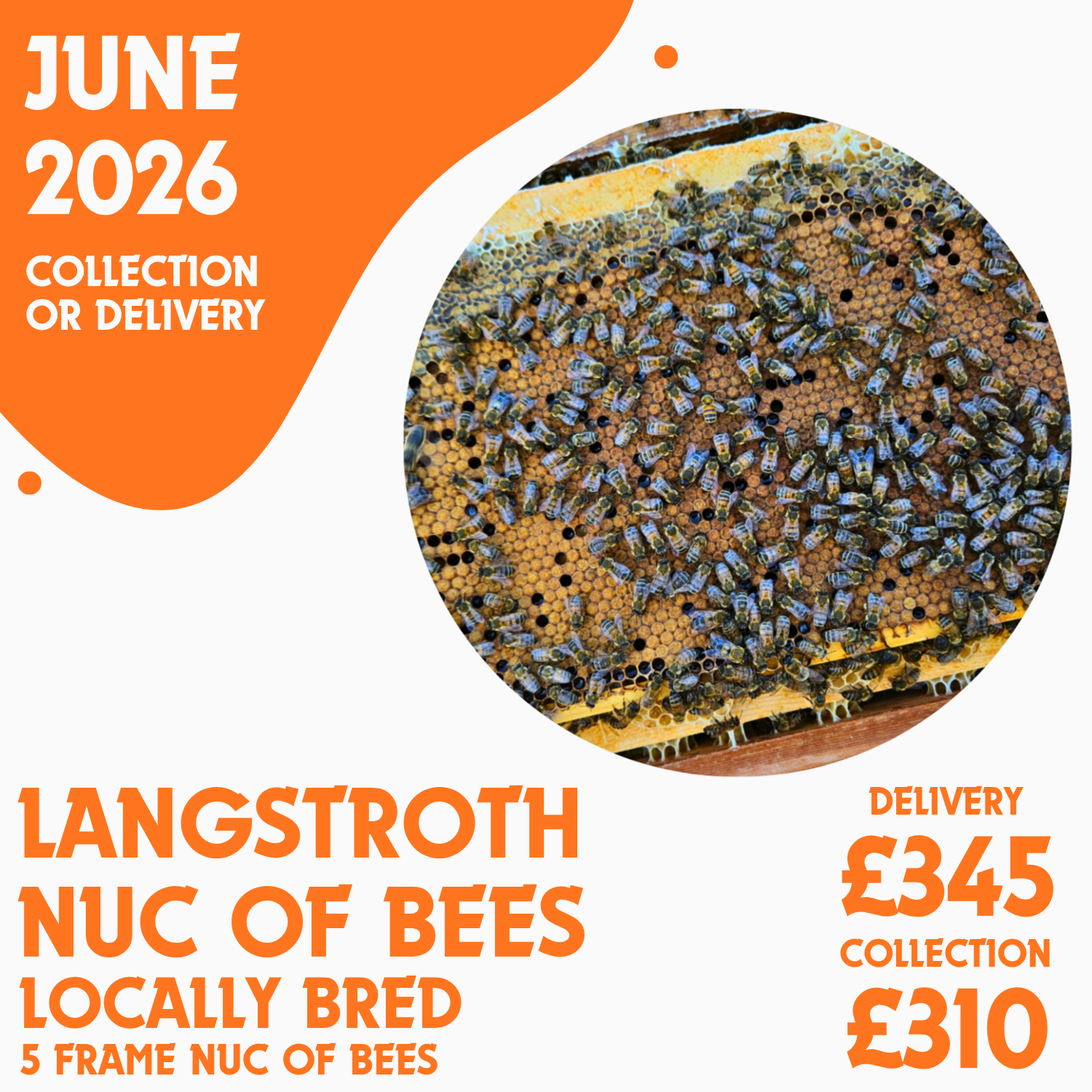 Langstroth 5 Frame Nuc of Bees - Locally Bred Queen - Delivery/Collection 19th June