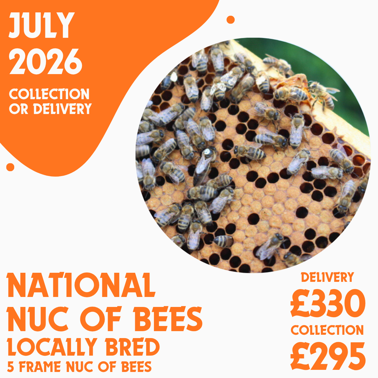 National 5 Frame Nuc of Bees - Locally Bred Queen - Delivery/Collection 3rd July