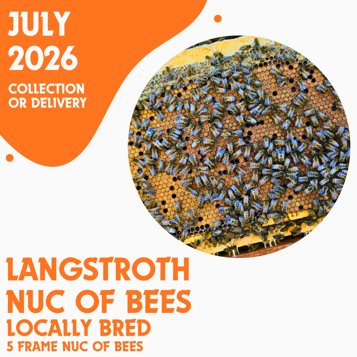 Langstroth 5 Frame Nuc of Bees - Locally Bred Queen - Delivery/Collection 10th July