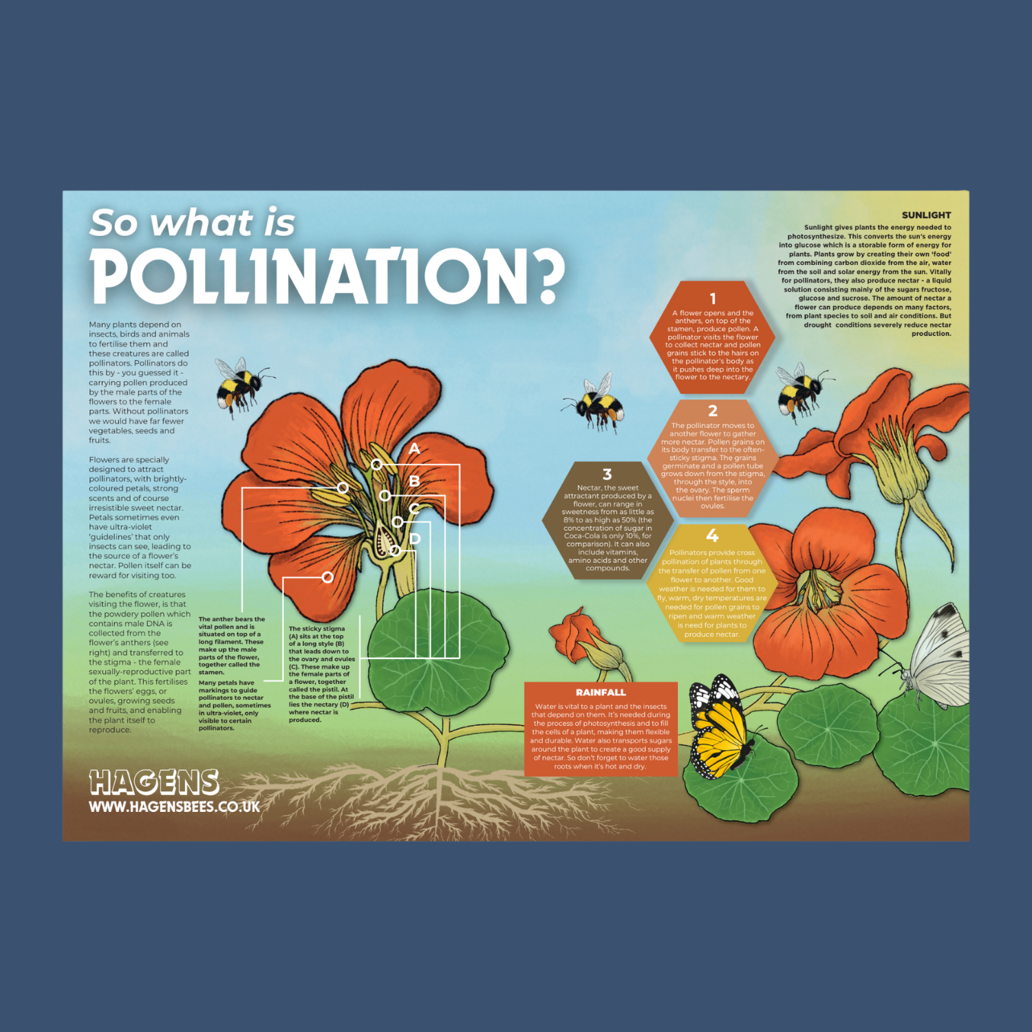 So What Is Pollination? A1 Poster