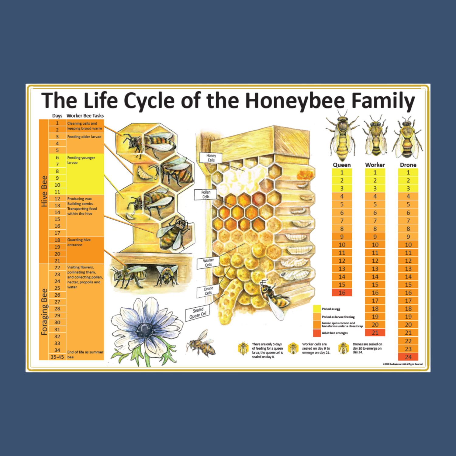 The Life Cycle of the Honeybee Family A1 Poster