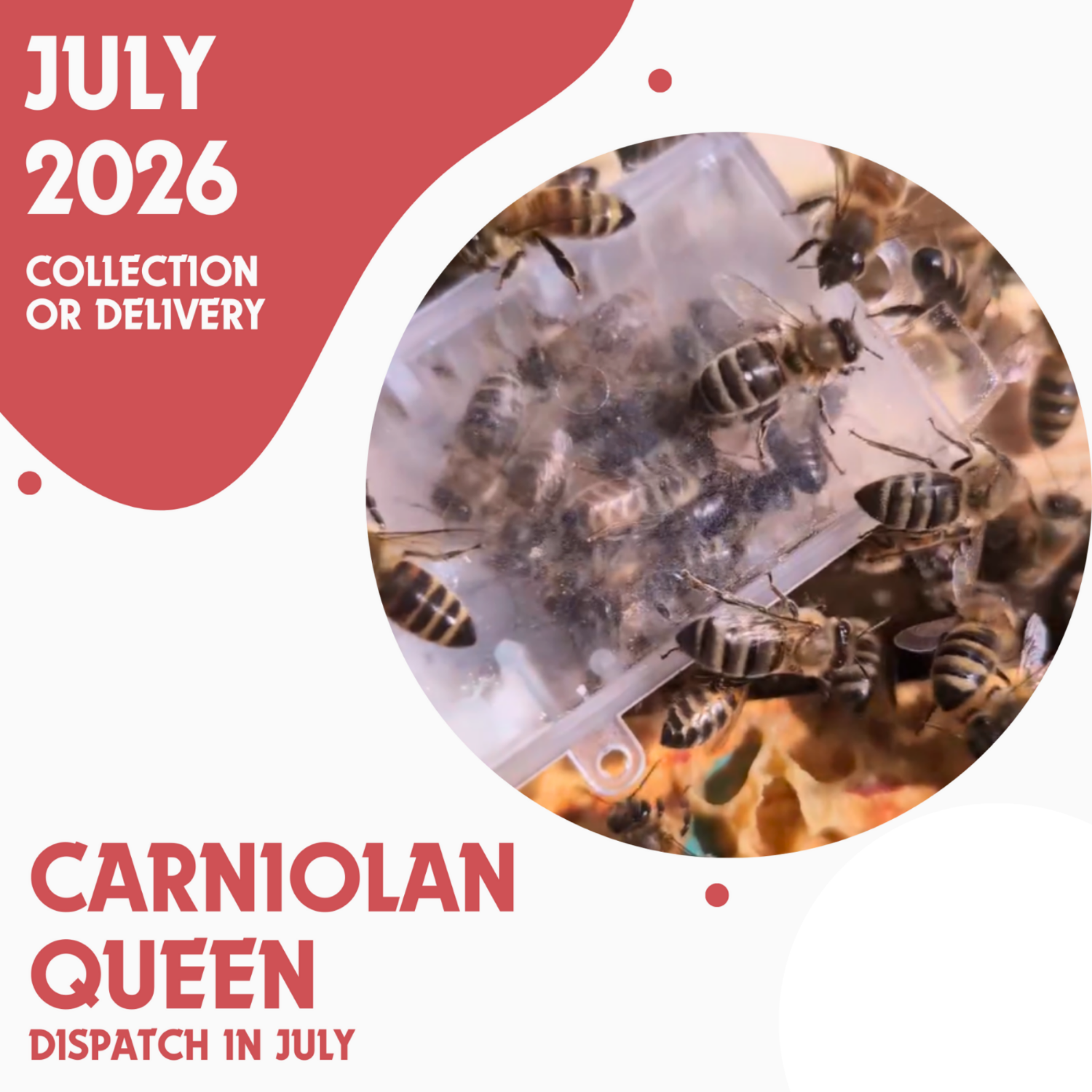 Carniolan Queen - Open Mated - Ready July 2026