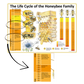 MISPRINT - The Life Cycle of the Honeybee Family A1 Poster - READ DESCRIPTION