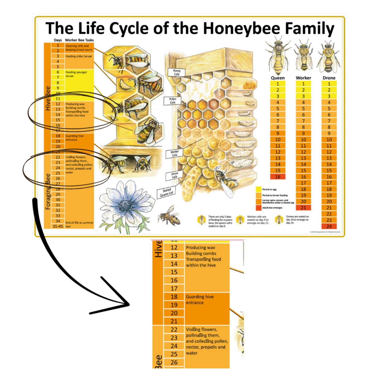 MISPRINT - The Life Cycle of the Honeybee Family A1 Poster - READ DESCRIPTION