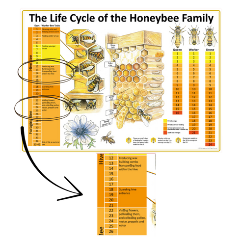 MISPRINT - The Life Cycle of the Honeybee Family A1 Poster - READ DESCRIPTION
