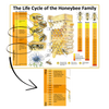 MISPRINT - The Life Cycle of the Honeybee Family A1 Poster - READ DESCRIPTION