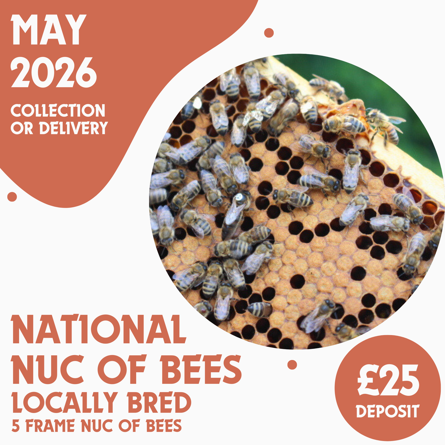 National 5 Frame Nuc of Bees - Locally Bred Queen - Ready May 2026