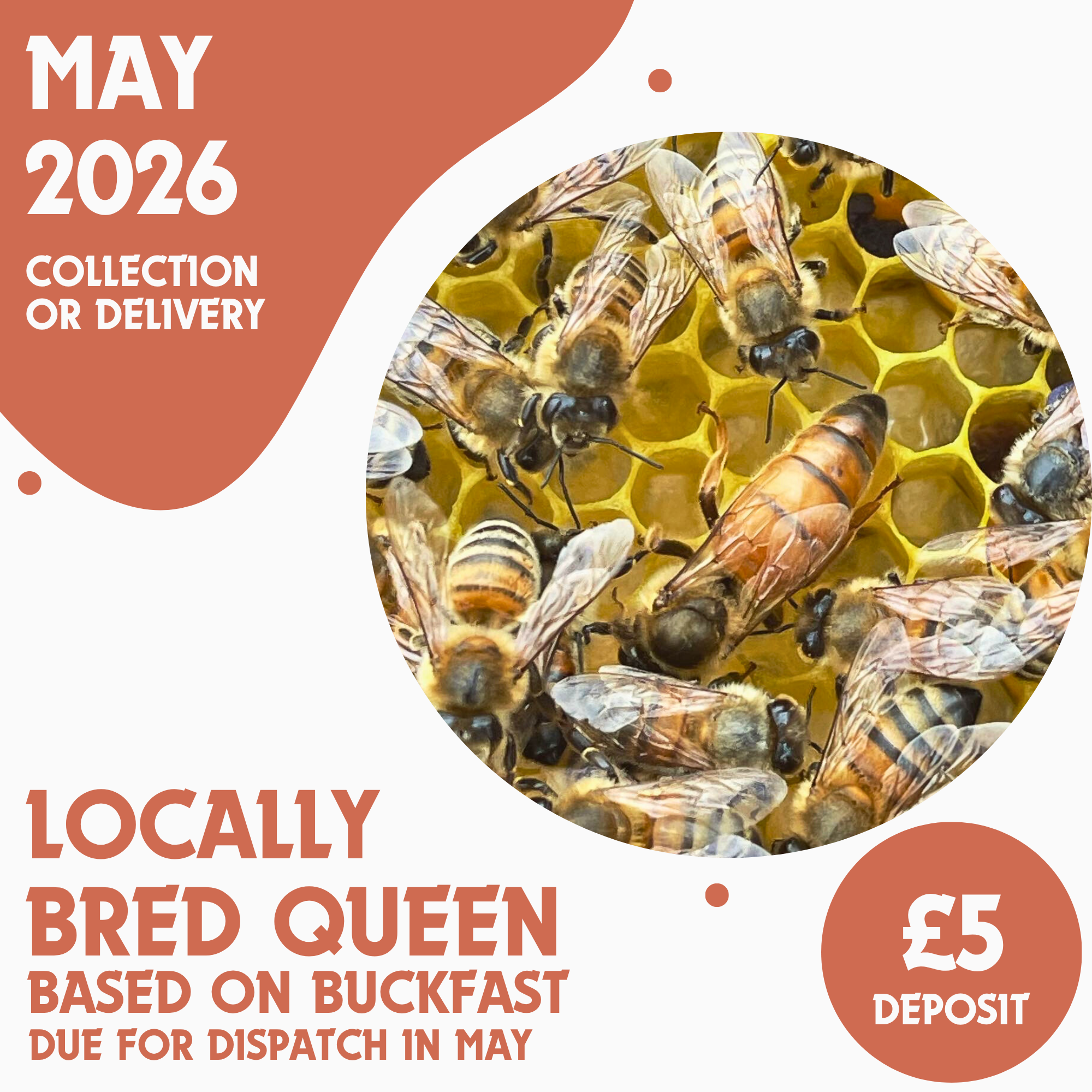Buckfast Queen - Ready May 2026