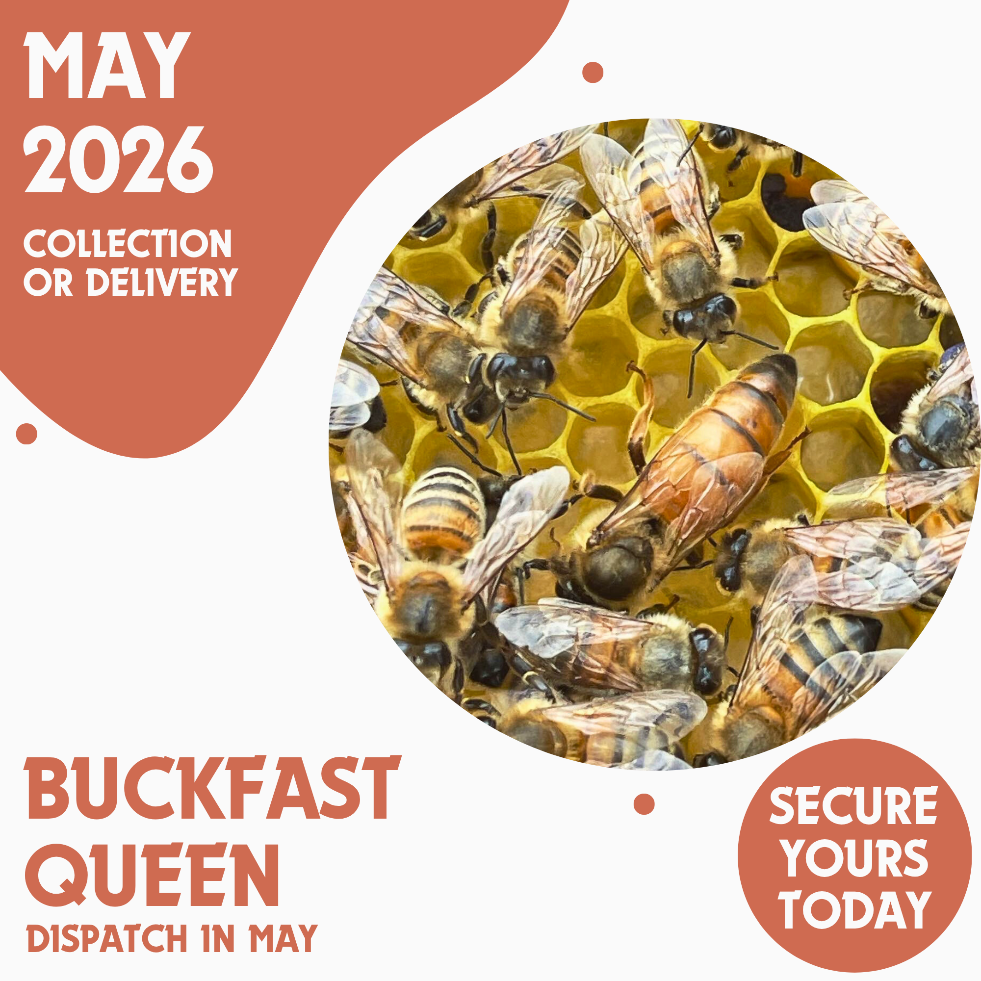 Buckfast Queen - Open Mated - Ready May 2026