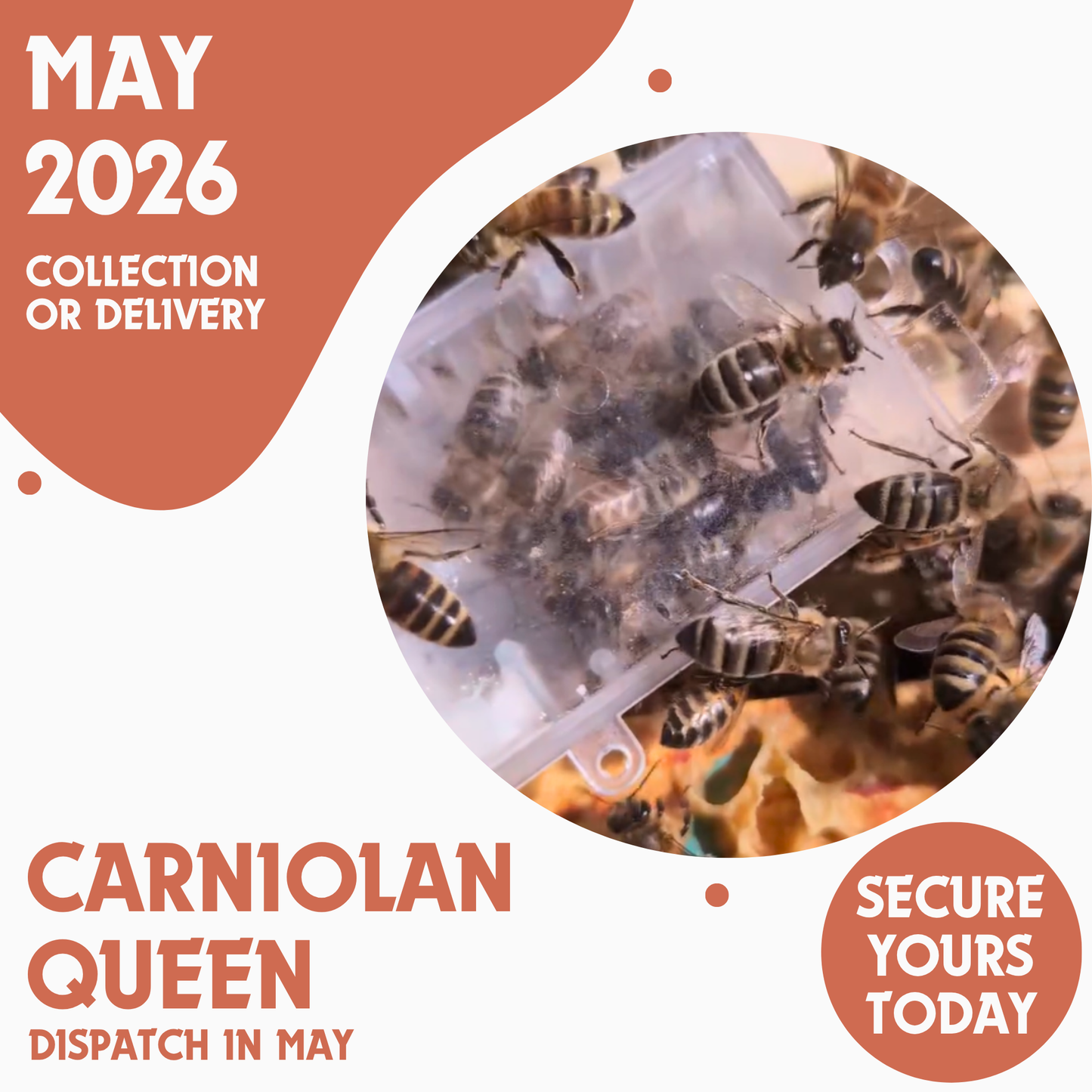 Carniolan Queen - Ready May 2026