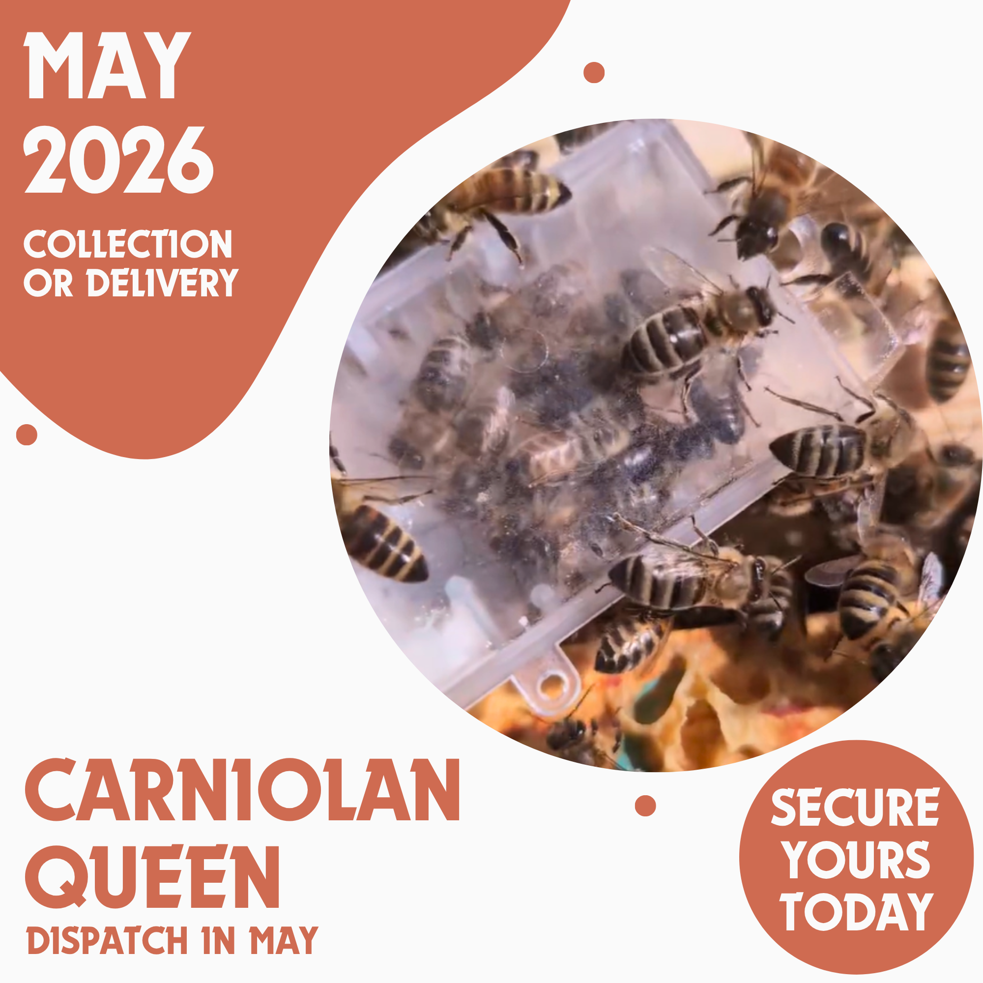 Carniolan Queen - Open Mated - Ready May 2026