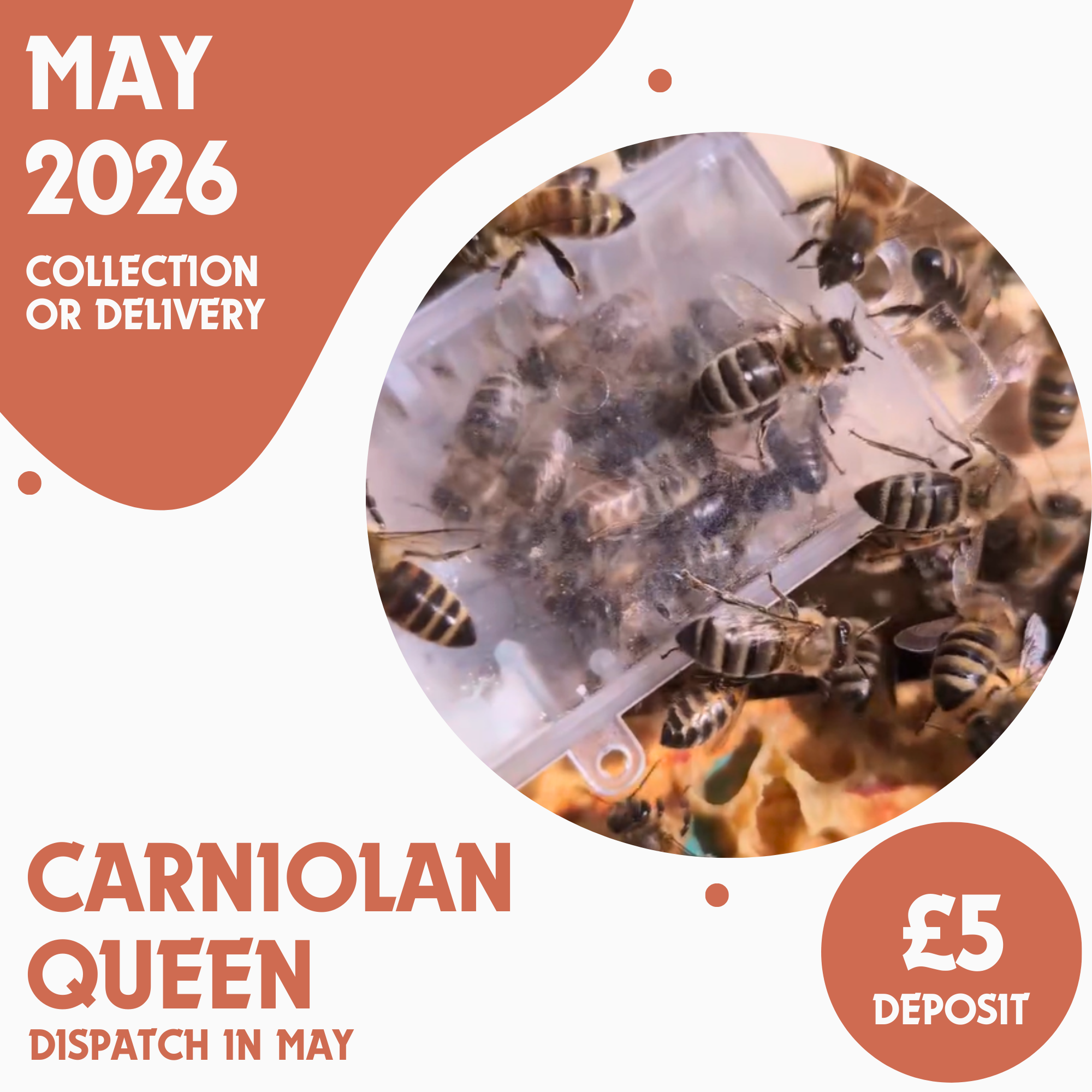 Carniolan Queen - Ready May 2026