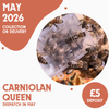 Carniolan Queen - Ready May 2026