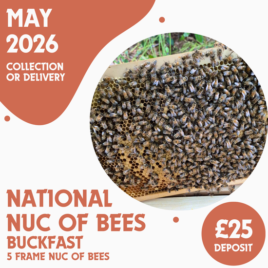 National 5 Frame Nuc of Bees - Buckfast - Ready May 2026