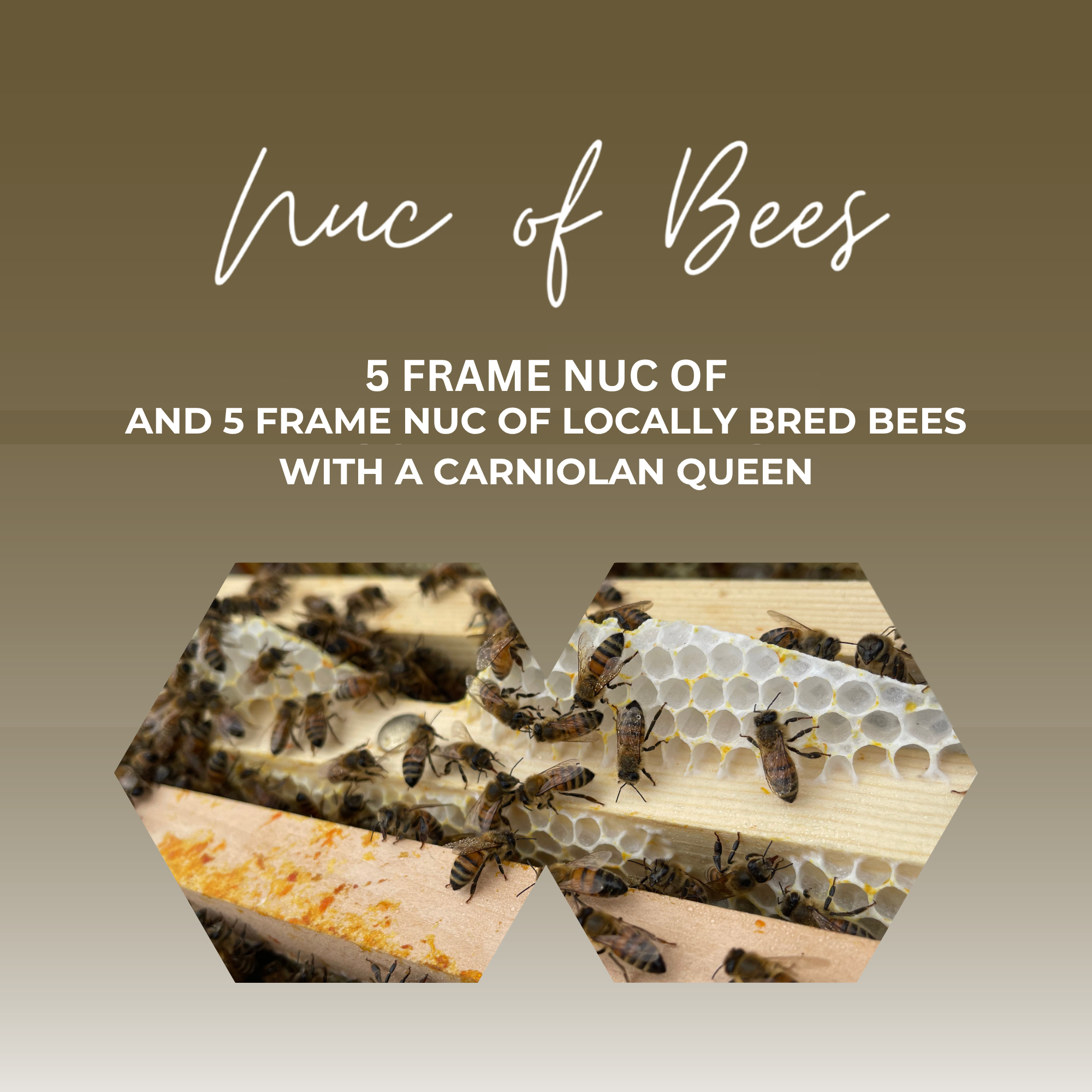 National 5 Frame Nuc of Bees - Carniolan Queen - Ready July