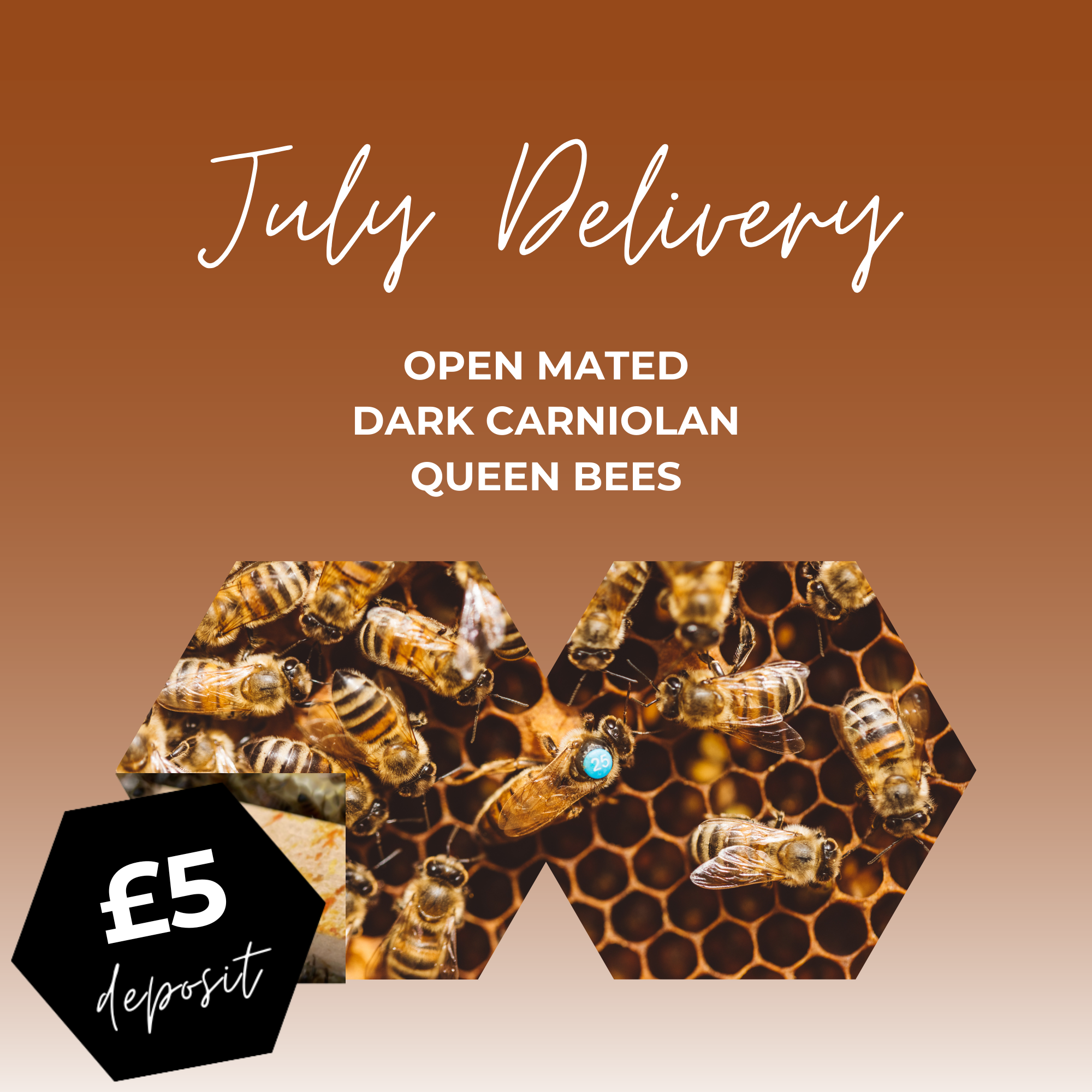 Open Mated Dark Carniolan Queen - Date of dispatch from Hagens: Thursday July 24th