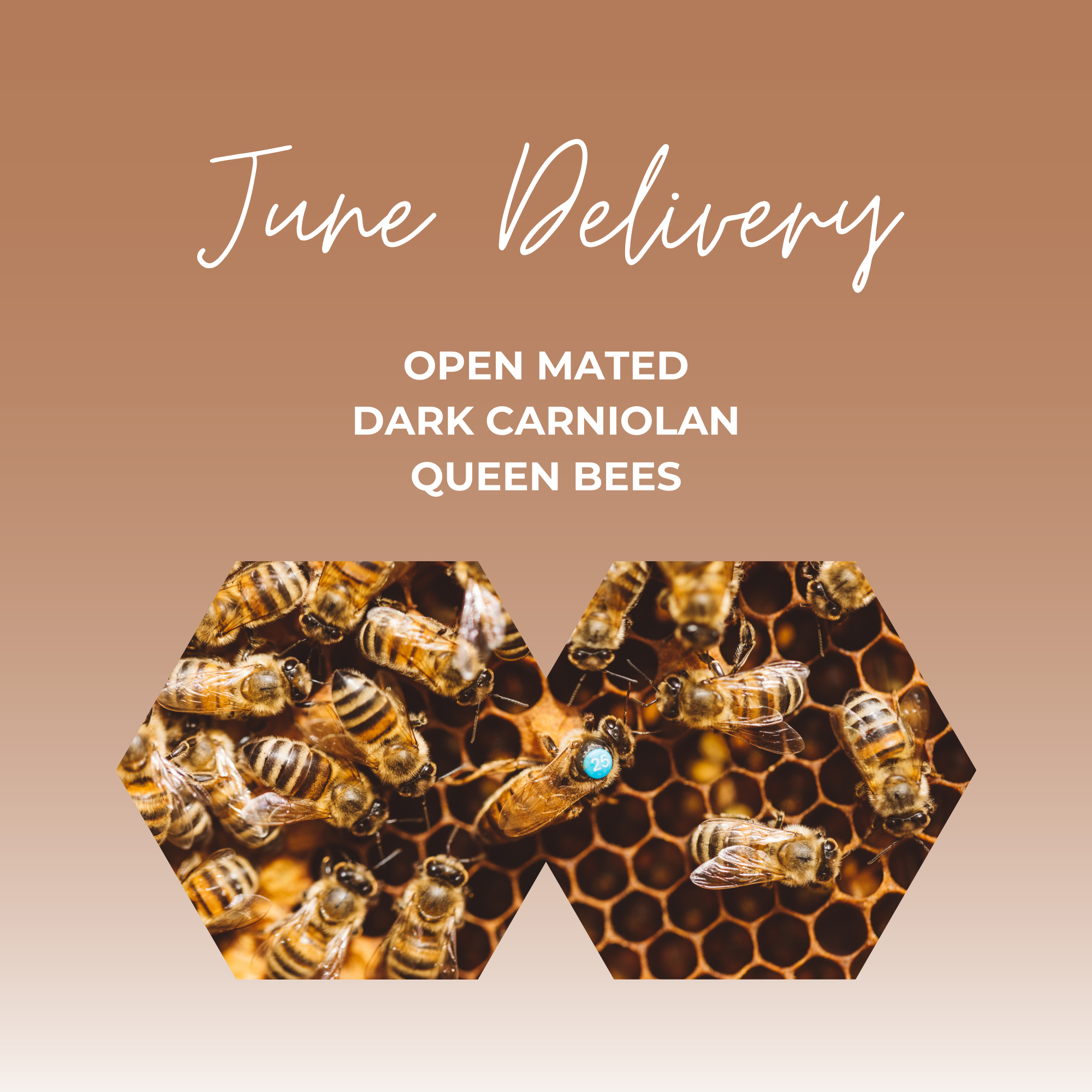 Open Mated Dark Carniolan Queen - Date of dispatch from Hagens: Thursday June 19th