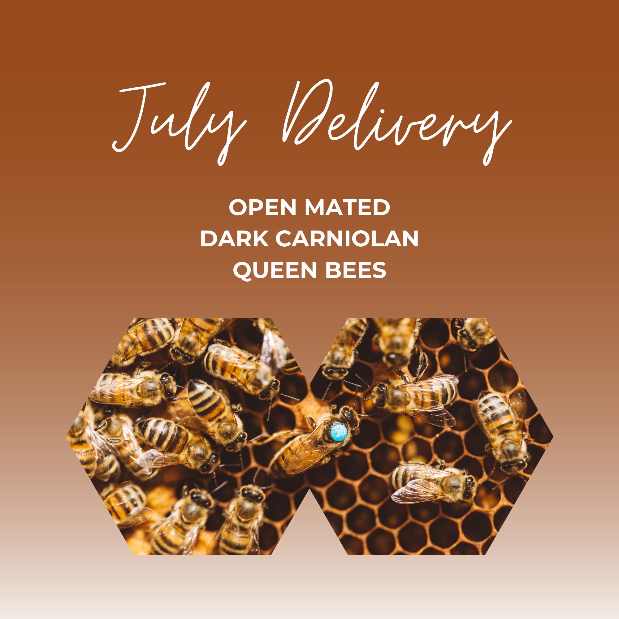 Open Mated Dark Carniolan Queen - Date of dispatch from Hagens: Thursday July 24th
