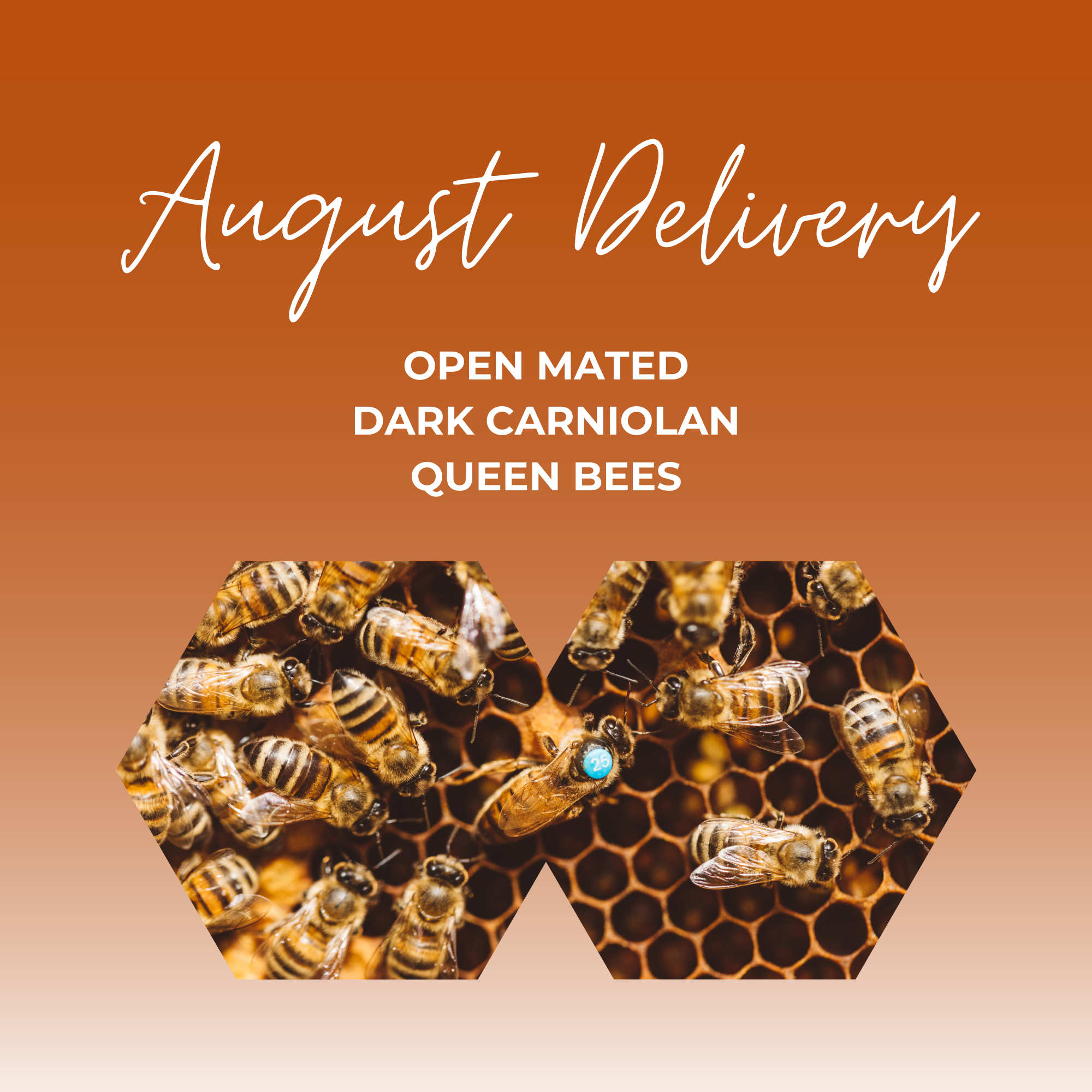 Open Mated Dark Carniolan Queen - Date of dispatch from Hagens: Thursday August 14th