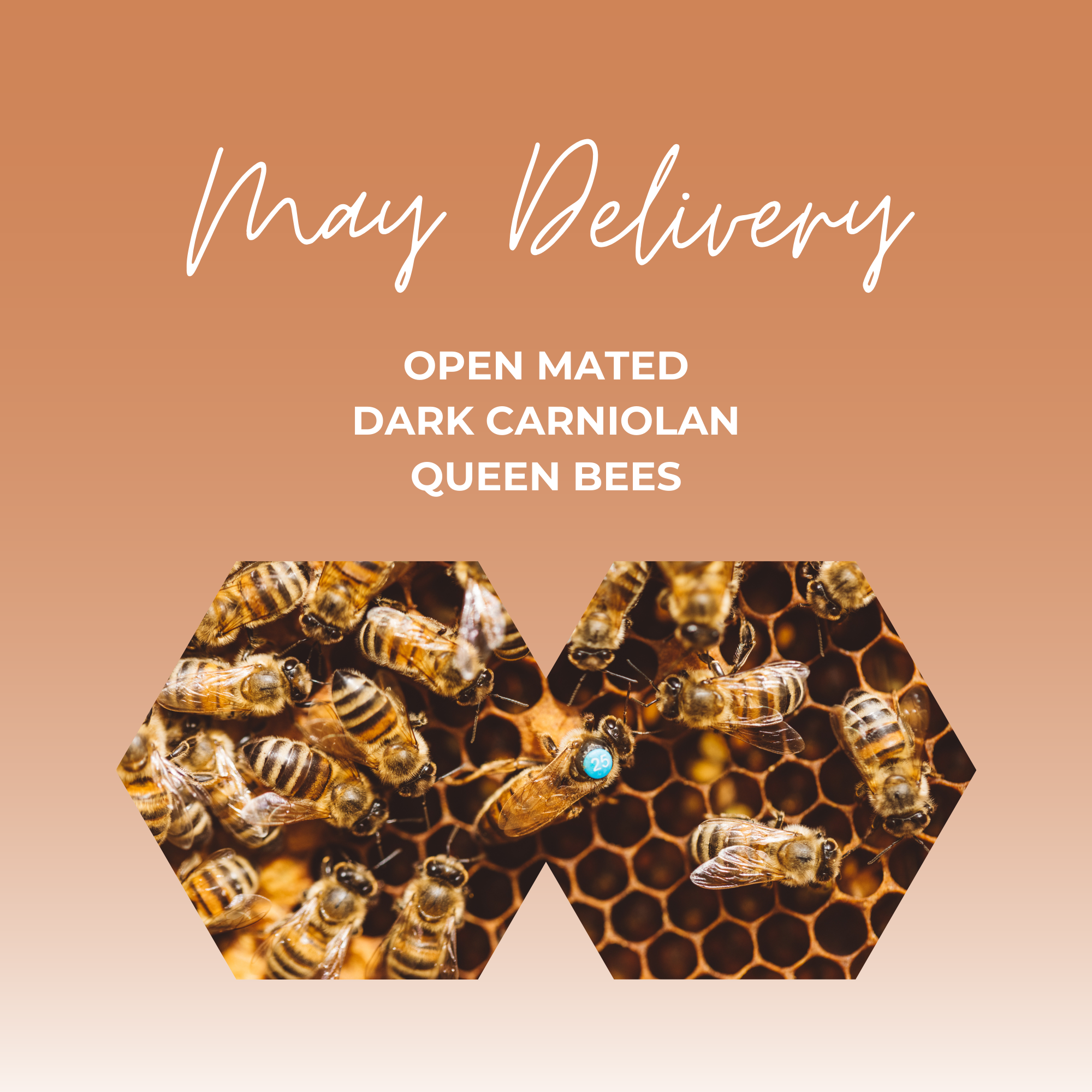 Open Mated Dark Carniolan Queen - Date of dispatch from Hagens: Thursday May 22nd