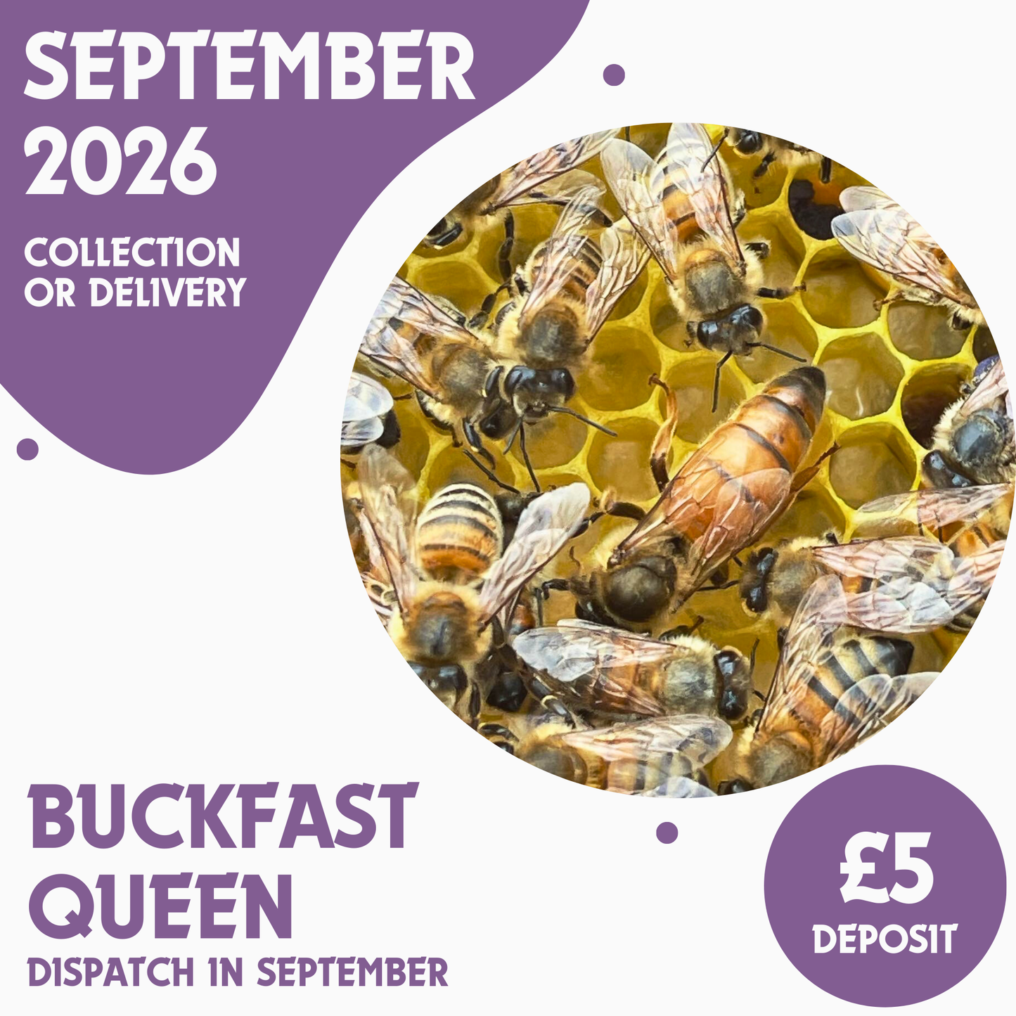 Buckfast Queen - Open Mated - Ready September 2026