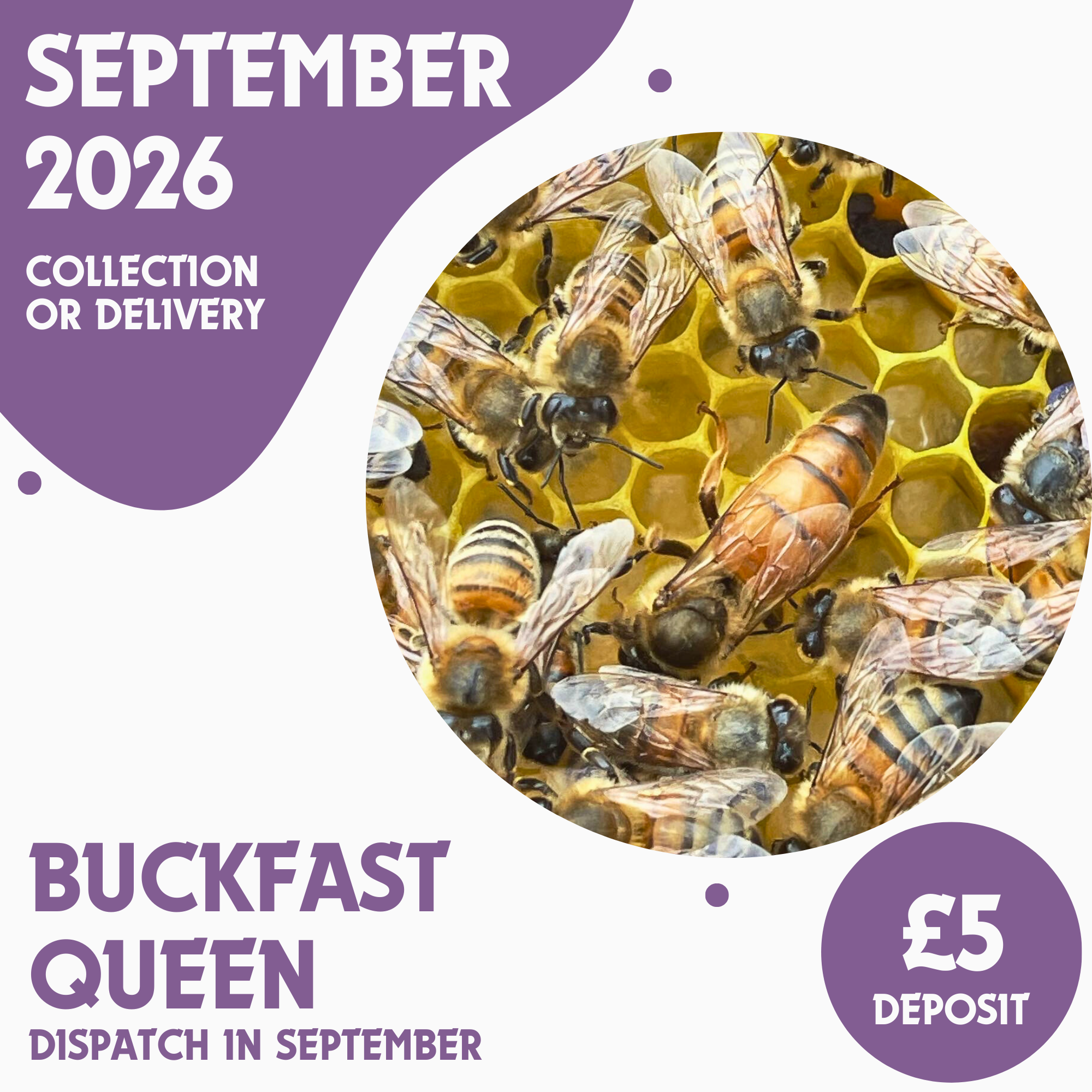 Buckfast Queen - Open Mated - Ready September 2026