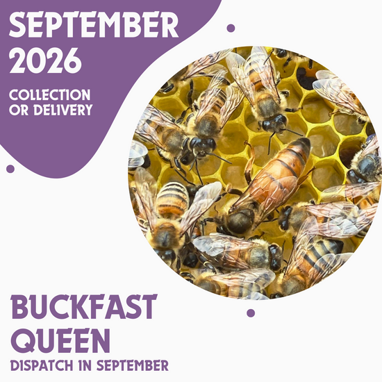 Buckfast Queen - Open Mated - Dispatch September 3rd 2026